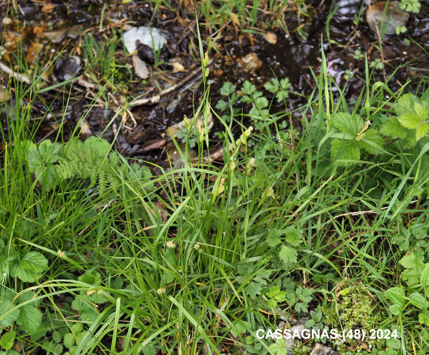 Sedge, Pale plant